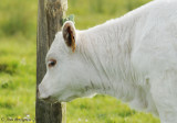 French Calf