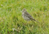 Pipit sp.