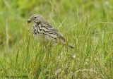 Pipit sp.