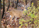 White-tailed Doe