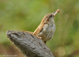 Carolina Wren