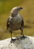 Brown-headed Cowbird (Female)