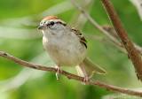 Chipping Sparrow