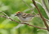 Chipping Sparrow