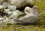 Mourning Dove