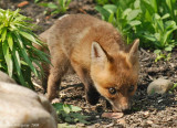 Fox Kit