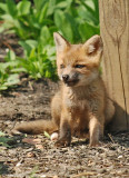 Fox Kit