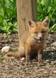 Fox Kit