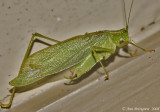 Katydid sp.