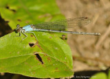 Blue-fronted Damselfly