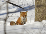 Red Fox