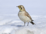 Horned Lark