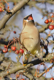 Cedar Waxwing