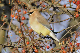 Cedar Waxwing