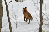 Red Fox