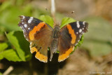 Red Admiral