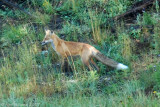 Red Fox