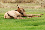 Sleepy Elk Calf
