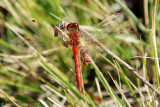 Cherry-faced Dragonfly