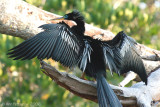 Anhinga