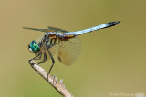 Blue Dasher - Male