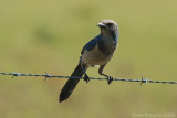 Florida Scrub-Jay