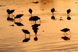 Dowitchers at Sunset