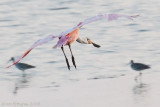 Preening Spoonbills