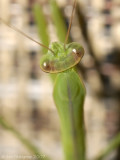 Praying Mantis