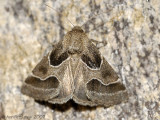 Ragweed Flower Moth