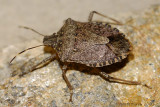 Stink Bug 