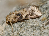 Yellow-striped Armyworm