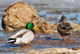 Mallard-Pair-1---2008.jpg