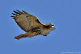 Red-tailed Hawk