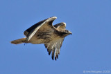 Red-tailed Hawk