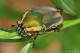 Green June Beetle