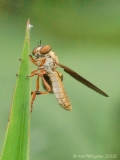 Robber Fly (Holcocephala sp.)