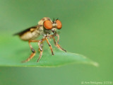 Robber Fly with Prey