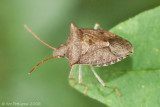 Stink Bug