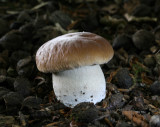 Boletus edulis.(Cep or Penny bun)