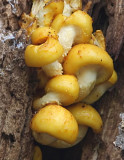 Pholiota aurivella