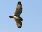 Short-eared Owl