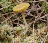 Lichenomphalia umbellifera (Heath Navel )