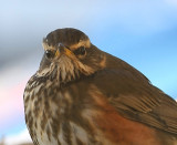 Redwing