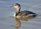 Red-necked Grebe