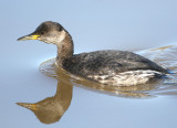 Red-necked Grebe