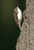 Common Treecreeper.