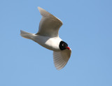 Mediterranean Gull