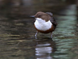 Dipper.