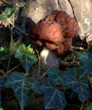Gyromitra esculenta-False Morel